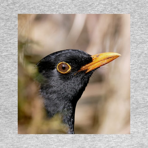 r700/  an Attentive Blackbird - Merle Attentif ! " Les Oiseaux du jardin " simply life " to Okaio Créations - Olavia-Olao by caillaudolivier